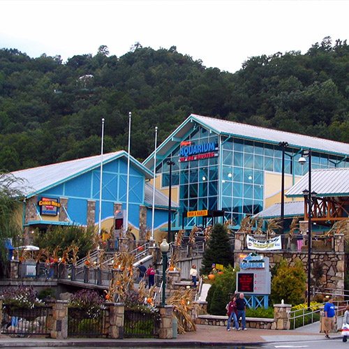 Things to Do In Gatlinburg- Wine Fest