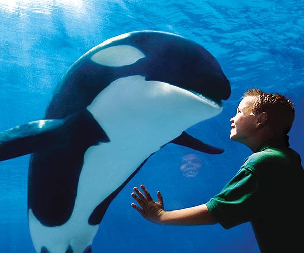 Close Encounter with an Orka Whale at SeaWorld Orlando | Orlando SeaWorld Vacation