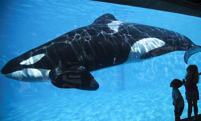 ballena Orca en SeaWorld Orlando