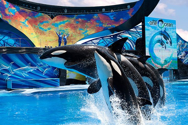 Exhibición One Ocean en SeaWorld Orlando