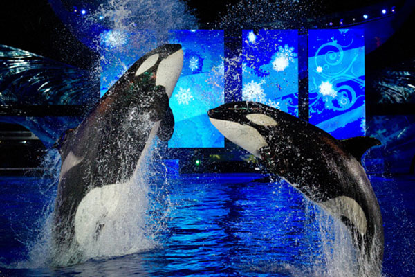 Sea World Orlando | navidad en orlando