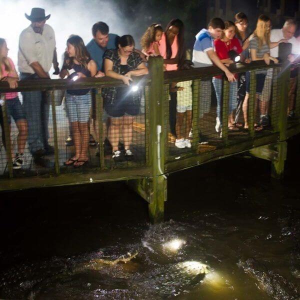 Gatorland Night Shine