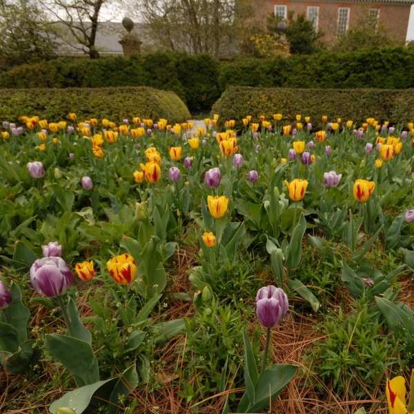 Williamsburg VA Jardines Historicos