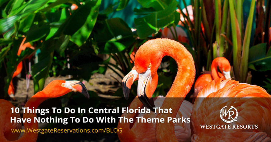 10-fun-things-to-do-in-central-florida-beyond-the-major-theme-parks