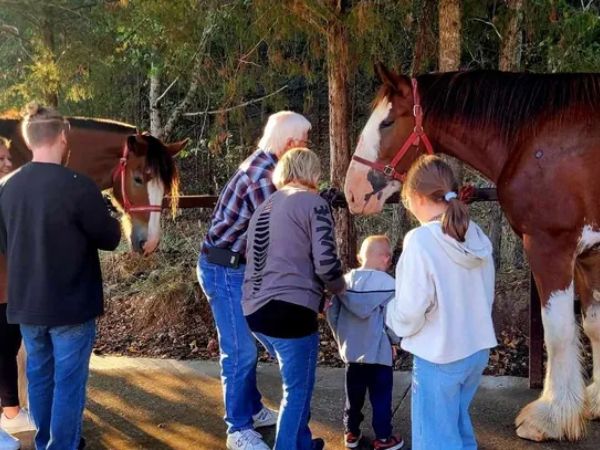 The Clydesdale Experience | Things to Do in Branson with Kids
