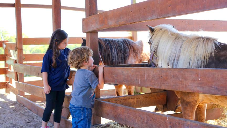Petting Farm