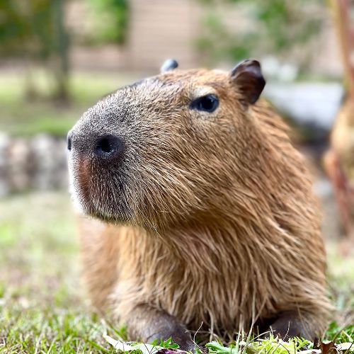 Meet a Capybara at Gatorland