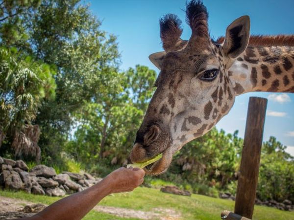 Brevard County Zoo | Things to Do in Cocoa Beach